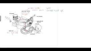 How to use an Incentive Spirometer [upl. by Docilu]