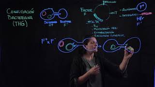 Conjugación bacteriana [upl. by Alimac]