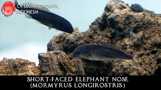 Mormyrus longirostris THE COMPASSIONATE ShortFaced Elephant Nose Leopard Aquatic G012A [upl. by Aerona]