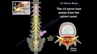 L5 Nerve Root  Everything You Need To Know  Dr Nabil Ebraheim [upl. by Jasmina]