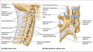 Major Ligaments of the Cervical Spine [upl. by Gage]