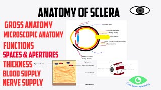 Anatomy of sclera [upl. by Primrosa]