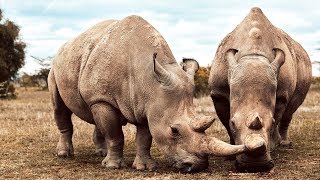 These Two Rhinos Are The Last Of Their Kind  Seven Worlds One Planet  BBC Earth [upl. by Phillips850]