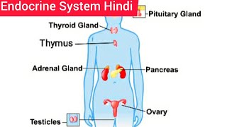 Endocrine System Hindi  Endocrine System Anatomy and Physiology  Structure  Function  Location [upl. by Ahsotal]