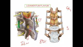 Ligamentum flavum VERTEBRAL COLUMN [upl. by Matthaus]