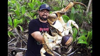 Cangrejo De Coco Comida Callejera En JAPÓN [upl. by Granoff]