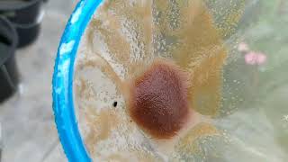 How to culture daphnia moina in a small container Part 1 English Subtitle [upl. by Lerret770]