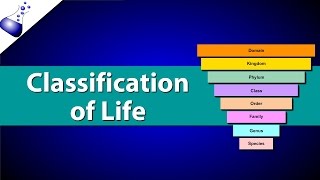 Classification of Life [upl. by Ahsilac]