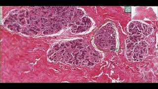 Histology of the Mammary Gland 4K [upl. by Teemus390]