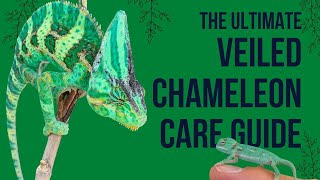 Veiled Chameleon Care Guide [upl. by Ahsito]