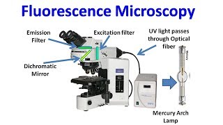 Fluorescence Microscopy [upl. by Riley]