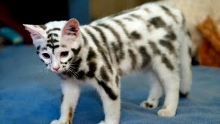 15 very expensive and rare cat breeds [upl. by Ielarol]