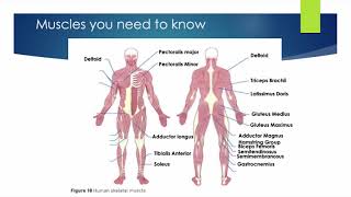 ALevel PE  Agonists Antagonists amp Types of Muscle Contractions [upl. by Rohpotsirhc]