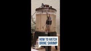 How I Hatch Brine Shrimp Every Day [upl. by Rauscher]