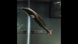 Freshwater Dolphin Fish  Mormyrus Kannume [upl. by Tarazi353]