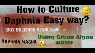 Daphnia MagnaHow to Culture Daphnia Easy wayCulturing Daphnia using Green water Daphnia [upl. by Malissa]