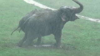 The Elephant Sanctuary  Thunderstorms at The Elephant Sanctuary in Tennessee [upl. by Onifur]