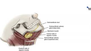 Submandibular and Sublingual Salivary Glands  Dr Ahmed Farid [upl. by Toney]