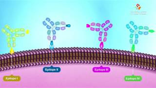 Antigenic Determinants Epitopes  Animation [upl. by Rehtnug]