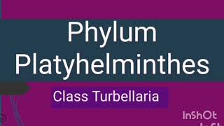 Phylum Platyhelminthes  Class Turbellaria  Flame cells [upl. by Flann]