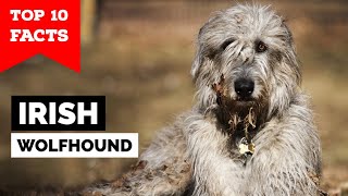 Irish Wolfhound  Top 10 Facts [upl. by Aman]