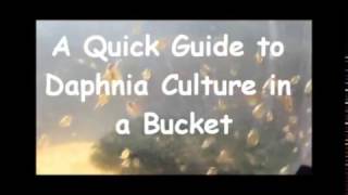 How to culture daphnia outside [upl. by Acinomal]