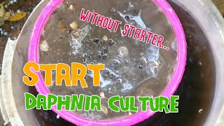 How to culture daphnia moina the easy way 1  Starting the Daphnia culture [upl. by Leahcimdivad]