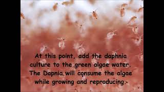 Daphnia  How to grow daphnia in your home [upl. by Jacquetta]