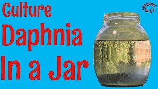 How to Culture Daphnia in a Jar [upl. by Uamak587]