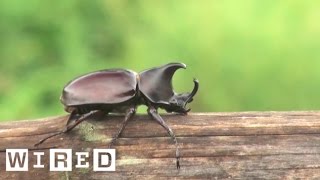 The Biggest Bro of the Insect Kingdom The Rhino Beetle  WIRED [upl. by Inge]