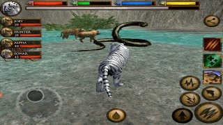 🐅Furious Tiger VS Angry Giant Anaconda Ultimate Jungle Simulator [upl. by Rehc]