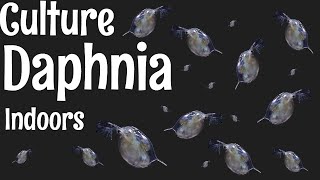 How to Culture Daphnia [upl. by Uzial]