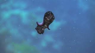 Flatworms platyhelminthes The First Hunter TheShapeOfLife [upl. by Travus]