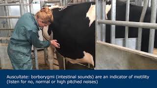 Abdominal examination in ruminants [upl. by Maillil]