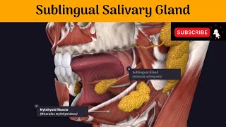 Sublingual Salivary Gland  Situation  Relation  Blood amp Nerve Supply  Lymphatic Drainage [upl. by Caralie581]