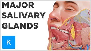 What are the Major Salivary Glands  Human Anatomy  Kenhub [upl. by Allanson]