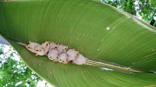 Honduran White Bats in Costa Rica [upl. by Ingeborg]