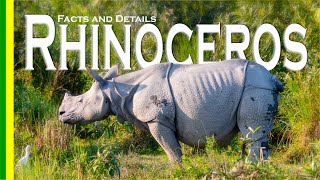 Indian Rhinoceros  Greater Onehorned Rhinoceros  facts and details  Kaziranga National Park [upl. by Emrich]