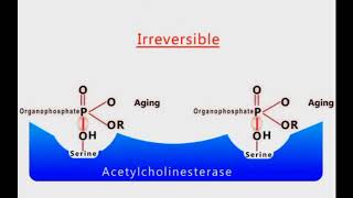 Organophosphate Poisoning animation [upl. by Gninnahc]