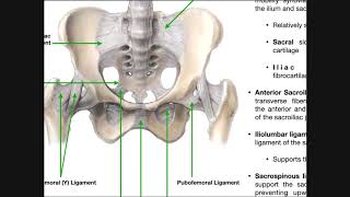 The Sacroiliac Joint Part 1  Major Ligaments amp Structures [upl. by Noli961]