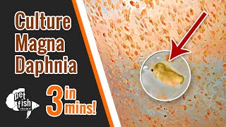 How to culture DAPHNIA MAGNA  The easy way [upl. by Elorac]