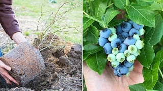 How to Grow Blueberries at Home [upl. by Fermin]