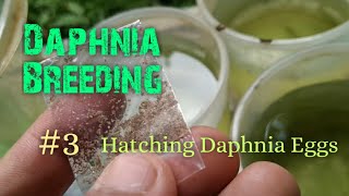 Daphnia Culture made simple and easy 3  Hatching Daphnia eggs [upl. by Crist]