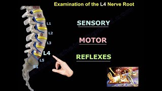 Examination Of L4 Nerve Root  Everything You Need To Know  Dr Nabil Ebraheim [upl. by Kaylyn]