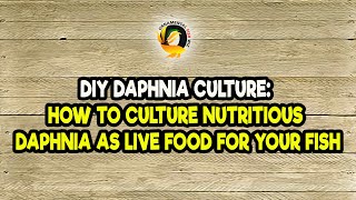 DIY Daphnia Culture How to Culture Nutritious Daphnia as Live Food for Your Fish [upl. by Parlin221]