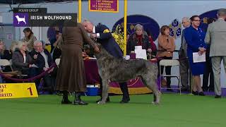 Irish Wolfhounds  Breed Judging 2019 [upl. by Eibbob]