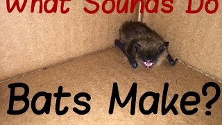 What Sound Does A Bat Make [upl. by Elmaleh]