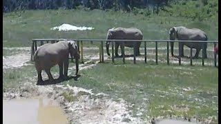 LIVE Elephant Sanctuary in Tennessee  The Dodo LIVE [upl. by Ileana]