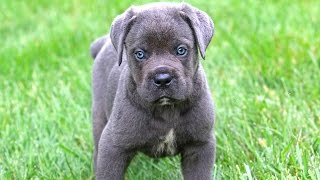 Cane Corso Puppies [upl. by Anertal]