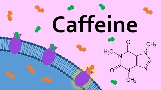 Caffeine and Adenosine Receptors [upl. by Eejan]